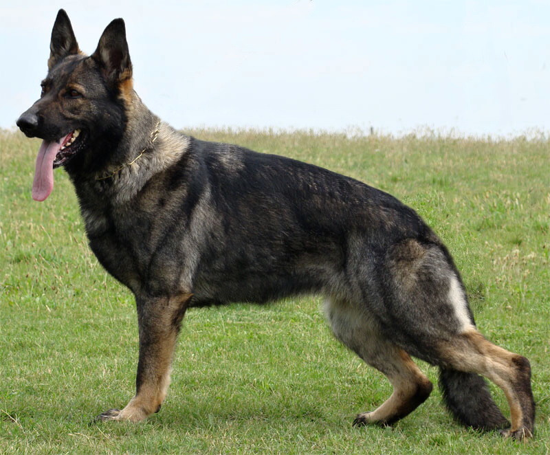 Original image from the archived German Shepherd Puppies -Pardal z Jirkova dvora x KETTY Kamos Durabo record