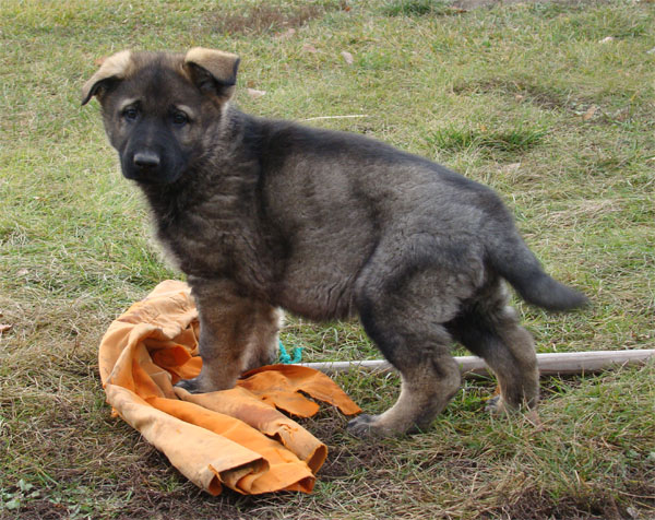 Original image from the archived Kery Kamos Durabo x MANKA z Jirkova dvora litter record