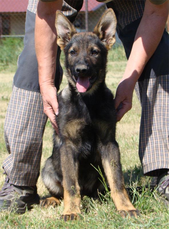 Original image from the archived German Shepherd Puppies - GASPER record