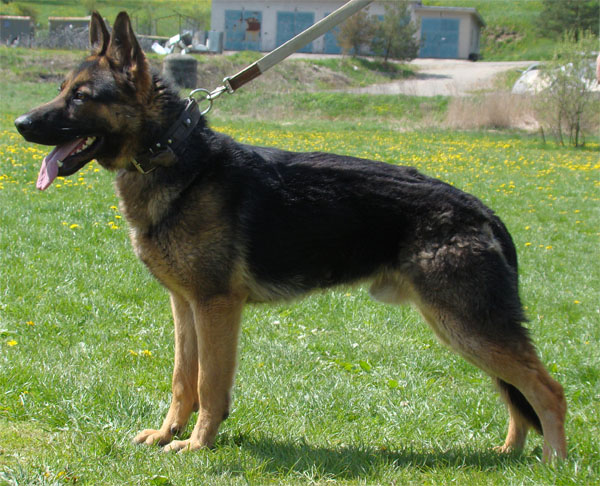Original image from the archived no pedigree record