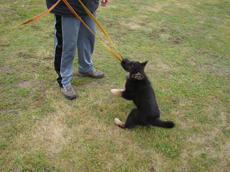 Original image from the archived German Shepherd Puppies - LARRY Di Dranel record