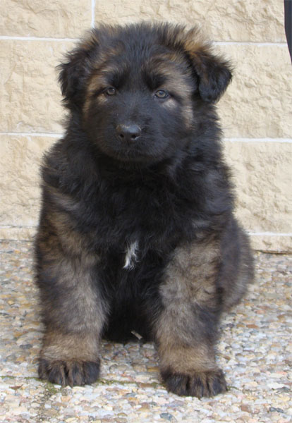 Original image from the archived URF z Jirkova dvora x GAMA z Jirkova dvora litter record