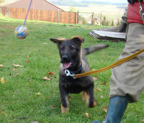 Original image from the archived JAGO Jipo Me x GAMA z Jirkova dvora litter record