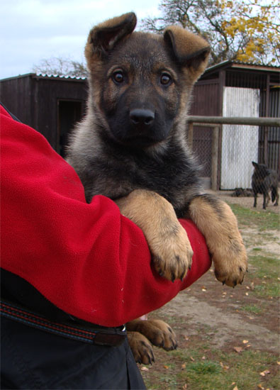 Original image from the archived OX z Jirkova dvora x Xena ze Zacpalova chovu litter record