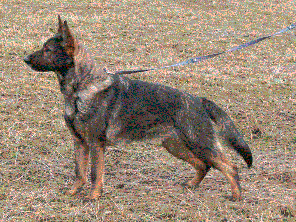 Original image from the archived German Shepherd Puppies - GASPER record