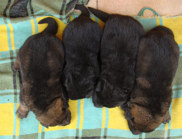 Original image from the archived Zen z Jirkova dvora x SHEILA Jipo Me litter record
