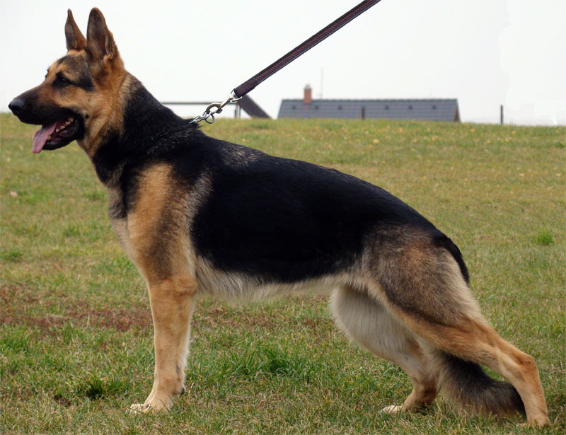 Original image from the archived German Shepherd Puppies - Zen z Jirkova dvora x YNUSA z Jirkova dvora record