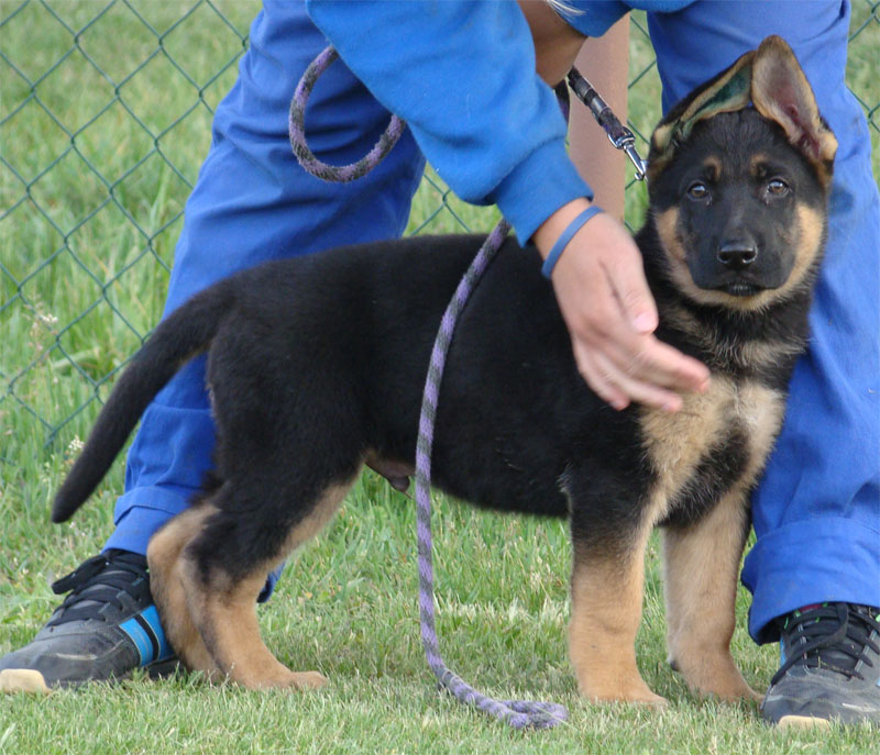 Original image from the archived German Shepherd Puppies - LORD Bornec record