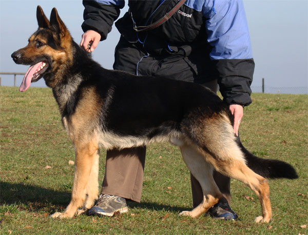 Original image from the archived Alpine K-9 Sold Dogs record