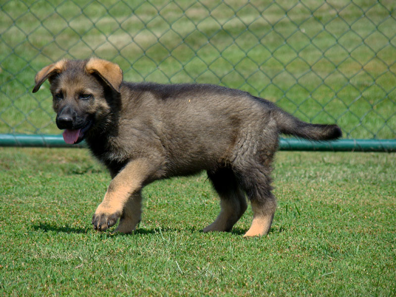 Original image from the archived German Shepherd Puppies - IRWIN z Herodesova domu record