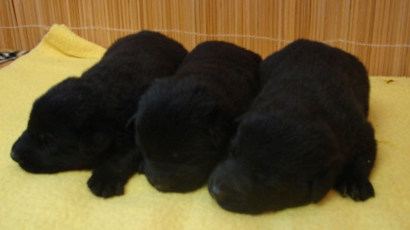Original image from the archived German Shepherd Puppies - Zen z Jirkova dvora x WIKI od Roubenky record
