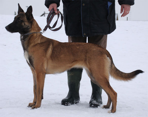 Original image from the archived Alpine K-9 Sold Dogs record