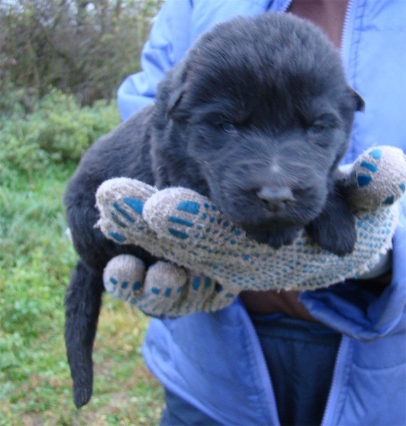 Original image from the archived Kery Kamos Durabo x HANACH Jipo Me litter record