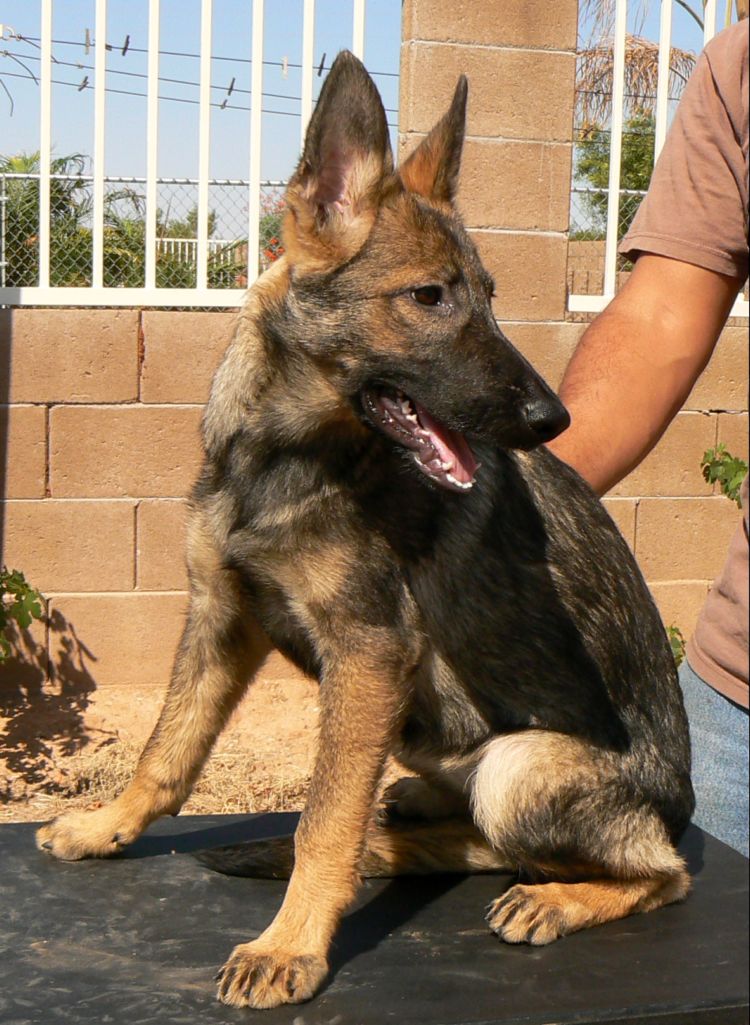 Original image from the archived ZUNA z AlpineK9 record