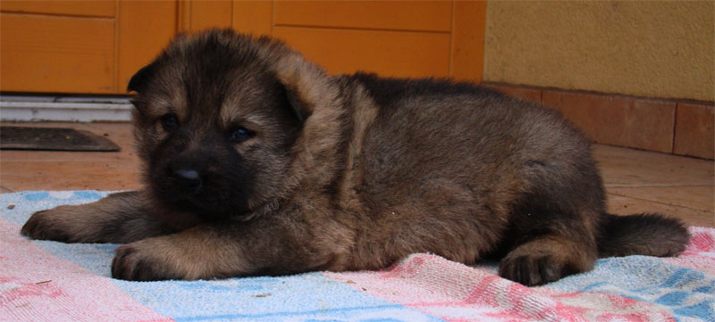 Original image from the archived German Shepherd Puppies -Pardal z Jirkova dvora x KETTY Kamos Durabo record