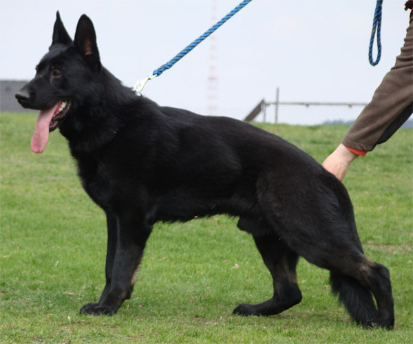Original image from the archived Alpine K-9 Sold Dogs record