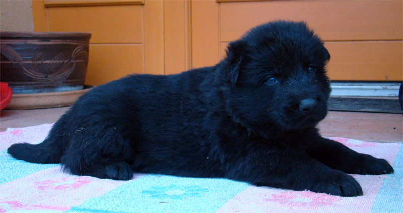 Original image from the archived German Shepherd Puppies -Pardal z Jirkova dvora x KETTY Kamos Durabo record