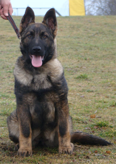 Original image from the archived CHARI z Esagilu x HANACH Jipo Me litter record