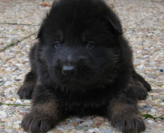 Original image from the archived Zen z Jirkova dvora x GERA z Malebnych hvozdu litter record