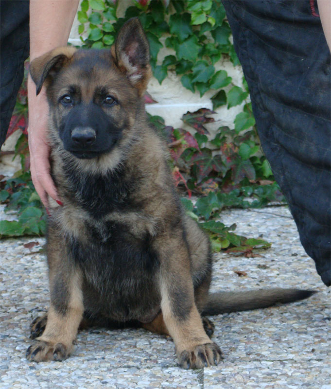 Original image from the archived German Shepherd Puppies - Zen z Jirkova dvora x NISSA z Jirkova dvora August 2011 record