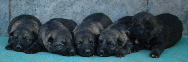 Original image from the archived CHARI z Esagilu x NISSA z Jirkova dvora litter record