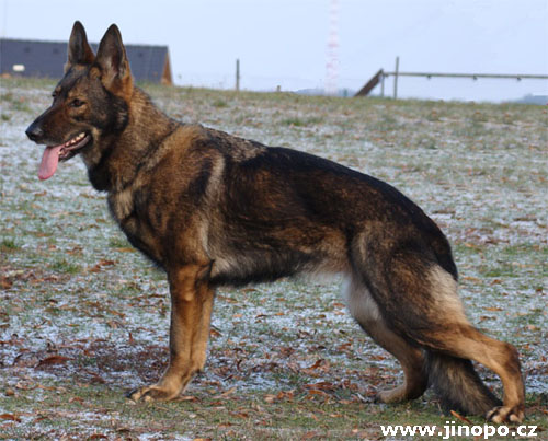 Original image from the archived URF z Jirkova dvora x DALI z Jirkova dvora litter record