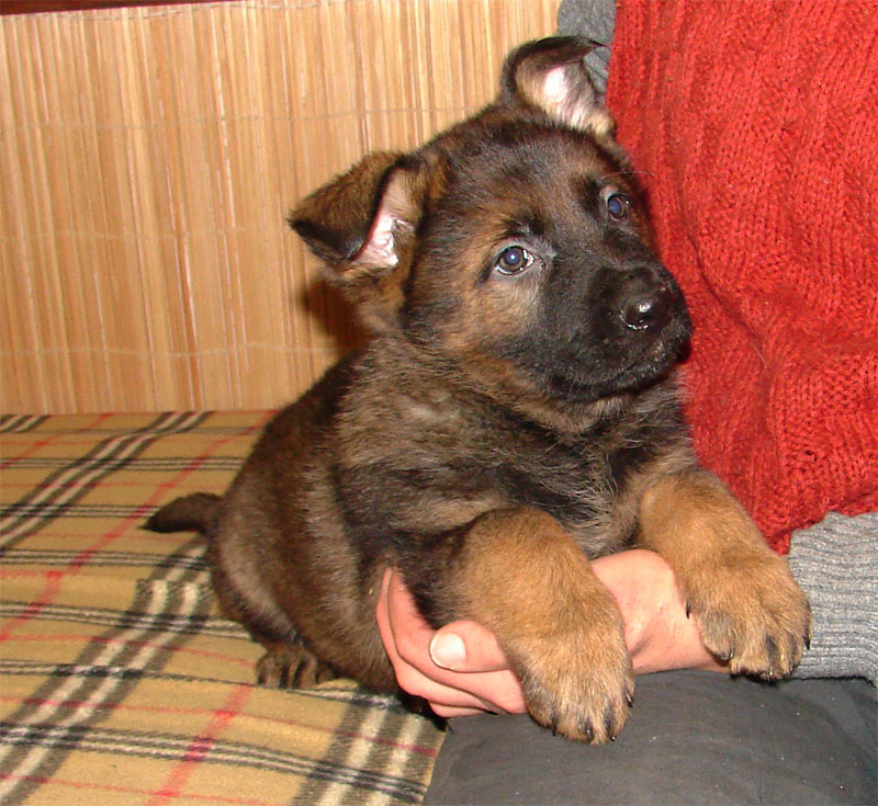 Original image from the archived German Shepherd Puppies - Zen z Jirkova dvora x USSY OD ROUBENKY record