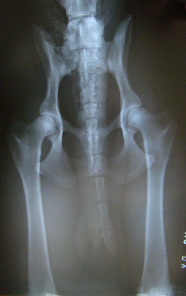 Original image from the archived Alpine K9 - DEXTR Srdce perly Bohemie record