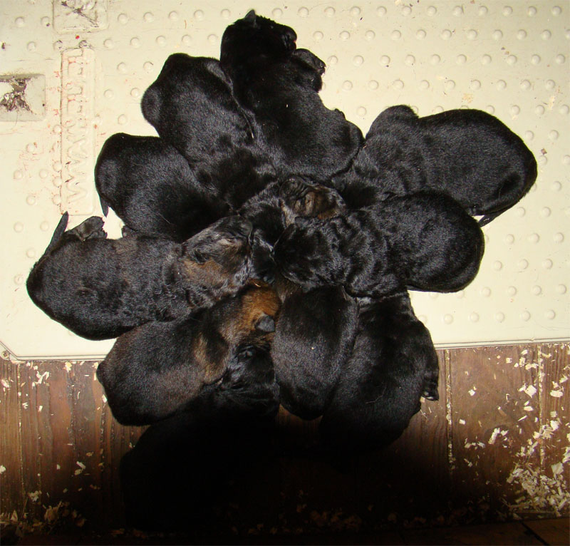 Original image from the archived Kery Kamos Durabo x YUCA z Jirkova dvora record