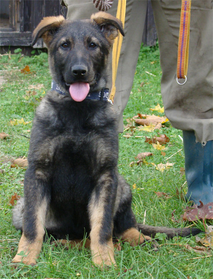 Original image from the archived JAGO Jipo Me x GAMA z Jirkova dvora litter record