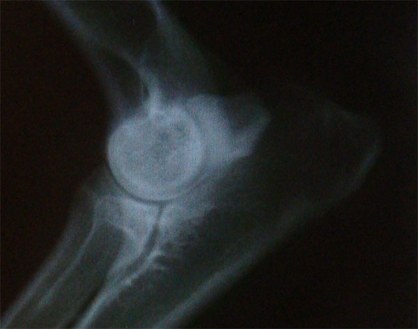 Original image from the archived no pedigree record