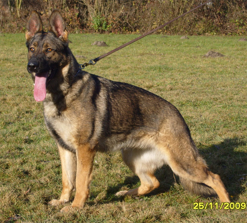 Original image from the archived SAMI Gymor record