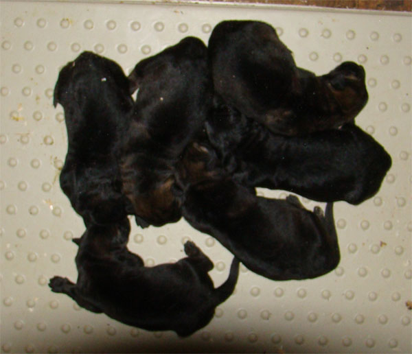 Original image from the archived URF z Jirkova dvora x GAMA z Jirkova dvora litter record