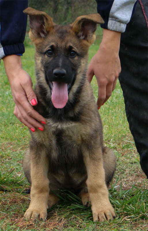 Original image from the archived German Shepherd Puppies - Zen z Jirkova dvora x NISSA z Jirkova dvora August 2011 record