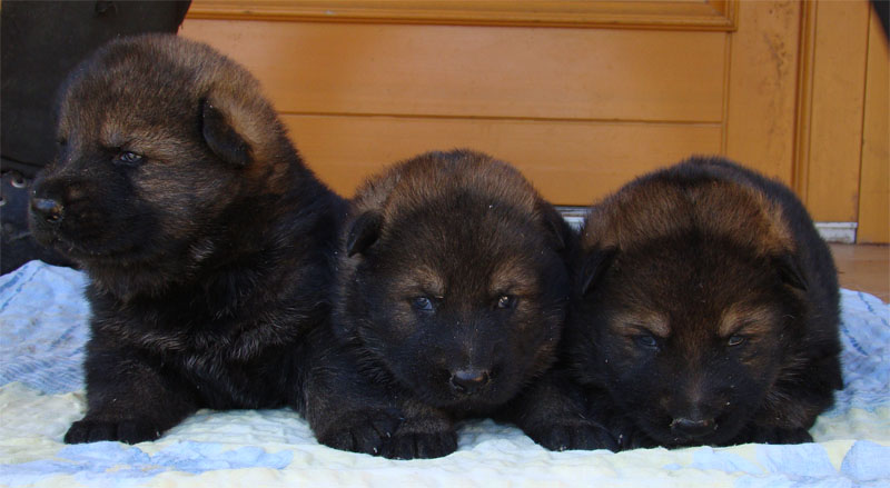 Original image from the archived Art ze Sumavske doliny x TANA z Jirkova dvora litter record
