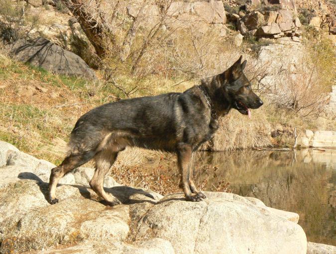 Original image from the archived ZENA z AlpineK9 record