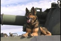 Original image from the archived Alpine K9 Consultation Services record
