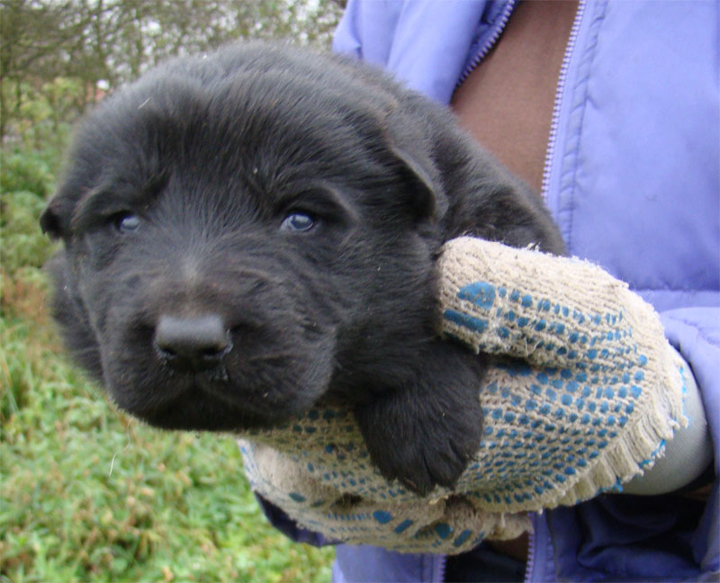 Original image from the archived Kery Kamos Durabo x HANACH Jipo Me litter record