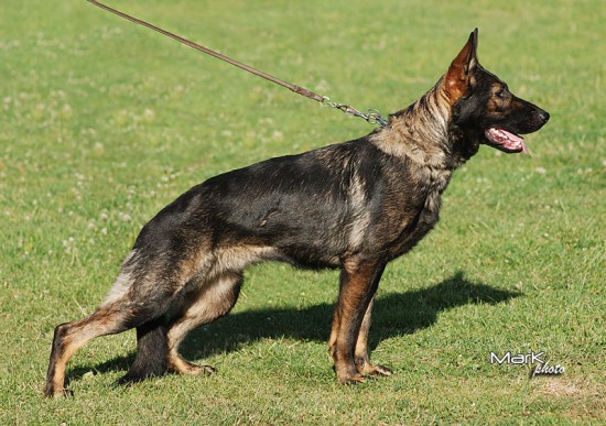 Original image from the archived German Shepherd Puppies - IRWIN z Herodesova domu record