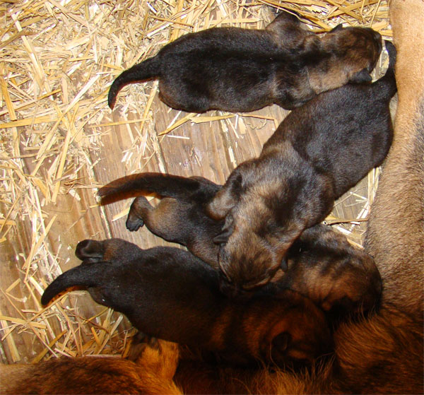 Original image from the archived Charik Galan Nalag x HENESEE Zimni romance litter record