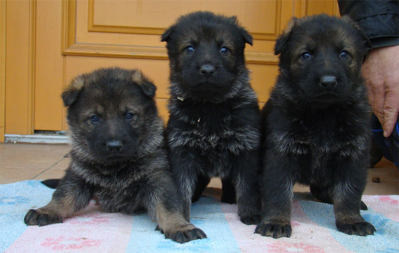 Original image from the archived German Shepherd Puppies -Pardal z Jirkova dvora x CITA z Valskeho udoli record