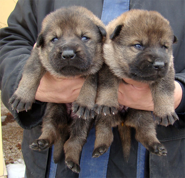 Original image from the archived BADY ze Svobodneho dvora x GINA Jipo Me litter record