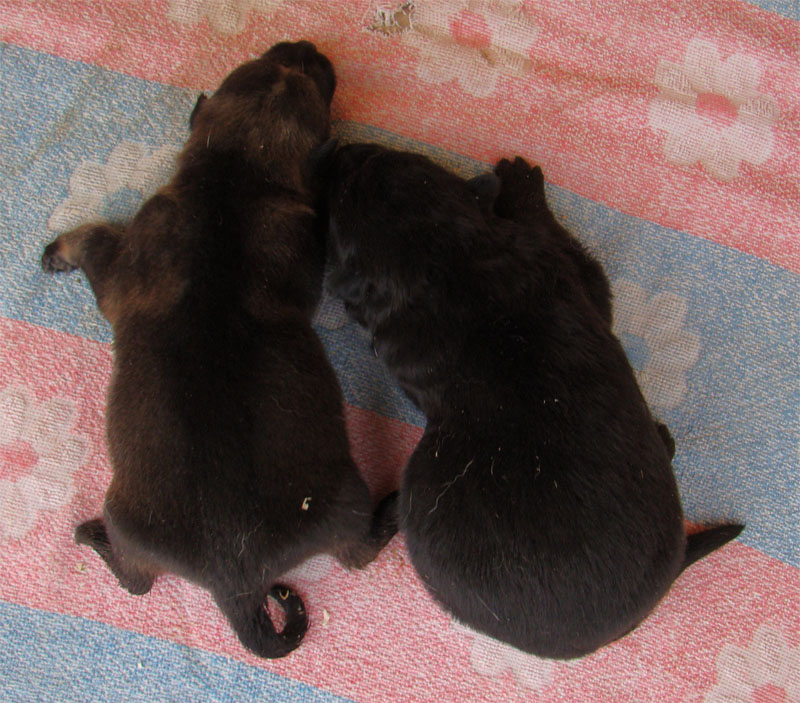 Original image from the archived German Shepherd Puppies -Pardal z Jirkova dvora x KETTY Kamos Durabo record