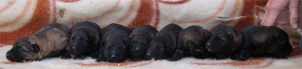 Original image from the archived CHARI z Esagilu x HANACH Jipo Me litter record