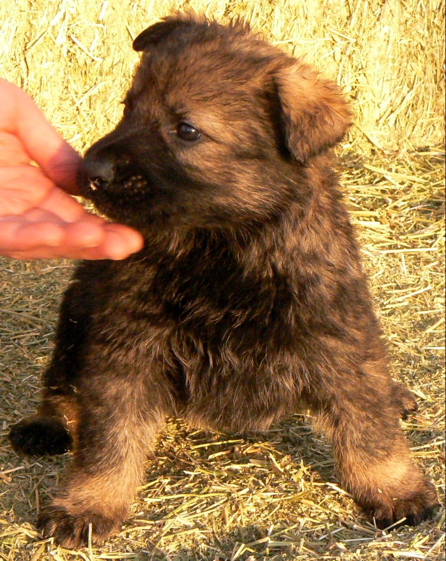 Original image from the archived German Shepherd Puppies - Kery Kamos Durabo x NISSA z Jirkova dvora record