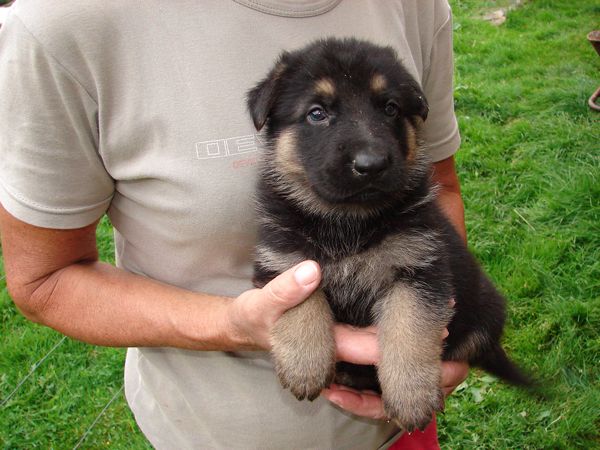 Original image from the archived German Shepherd Puppies - Zen z Jirkova dvora x WIKI od Roubenky - August 2012 record