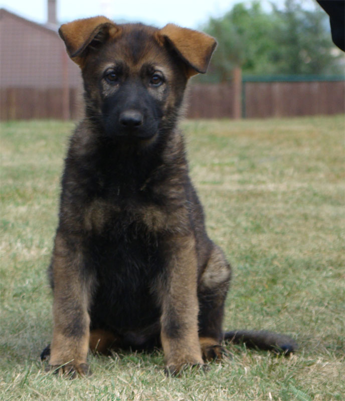 Original image from the archived German Shepherd Puppies - SONY z Vetrneho vrchu record