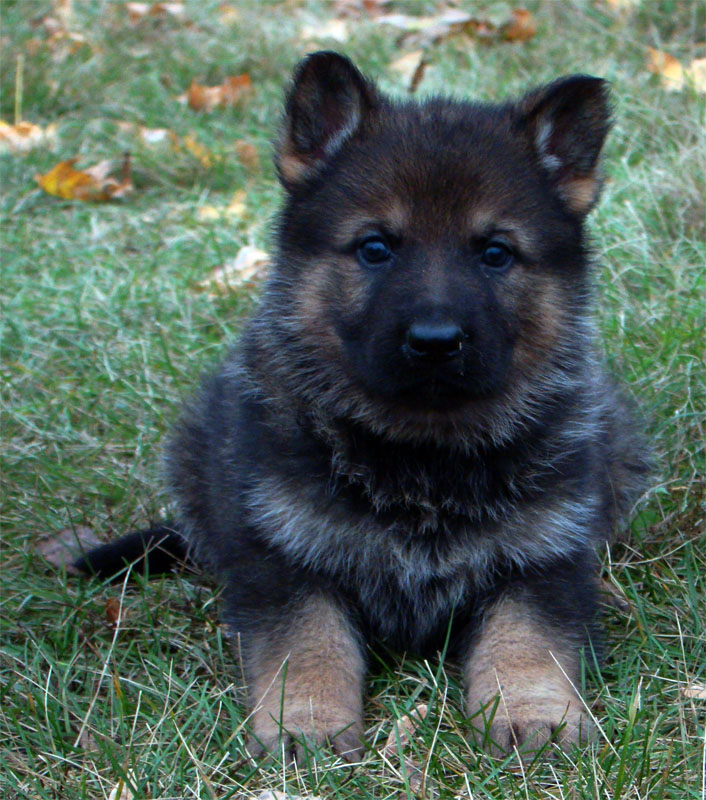 Original image from the archived German Shepherd Puppies - Zen z Jirkova dvora x TANA z Jirkova dvora record
