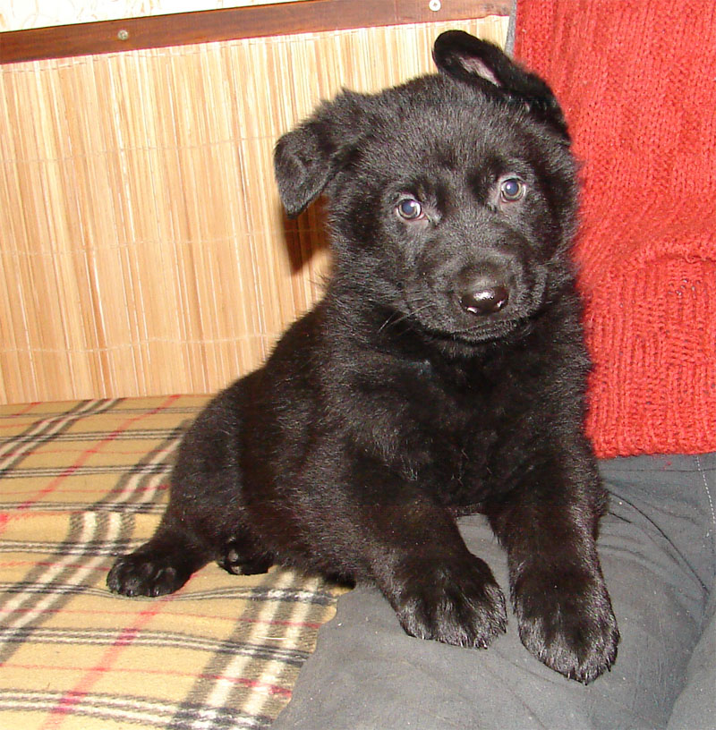 Original image from the archived German Shepherd Puppies - Zen z Jirkova dvora x USSY OD ROUBENKY record