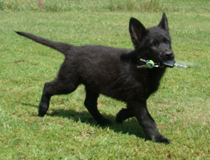 Original image from the archived SHARON Favory Cross x Kaja Jipo Me litter record